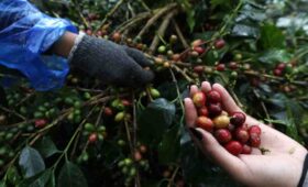 Wisatawan mempelajari proses petik buah kopi dalam kegiatan heritage coffee tourism